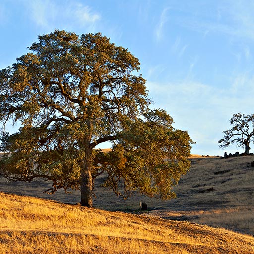 Two Oaks