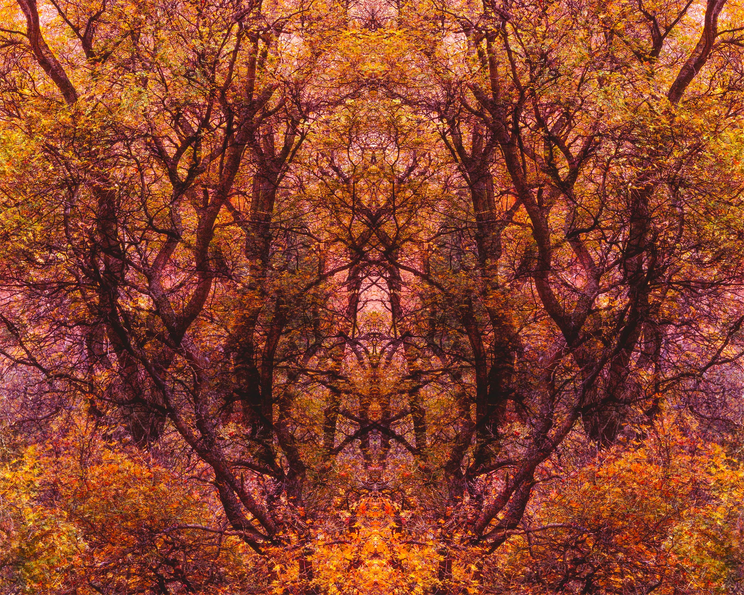 Tree of Life II