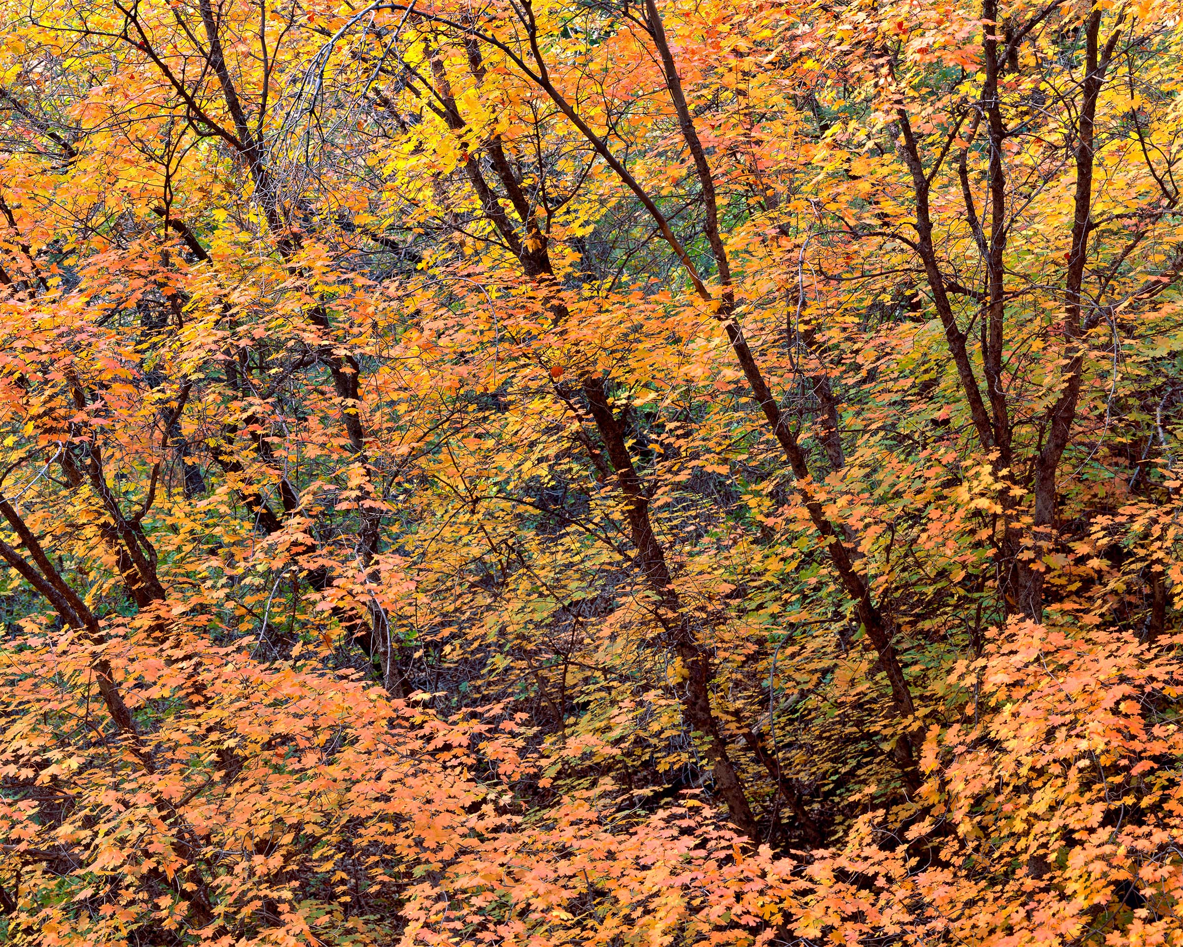 Twilight Maples