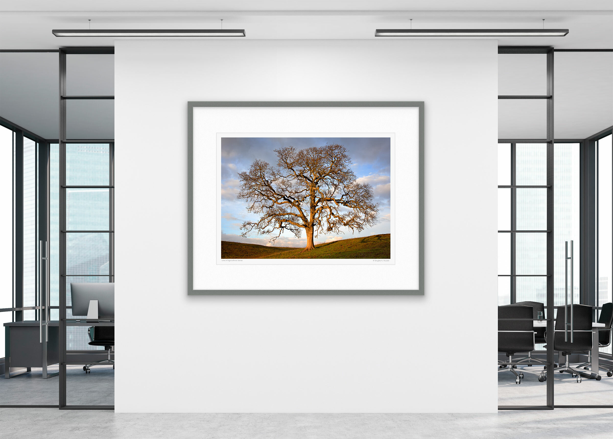 Winter Oak at Sunset