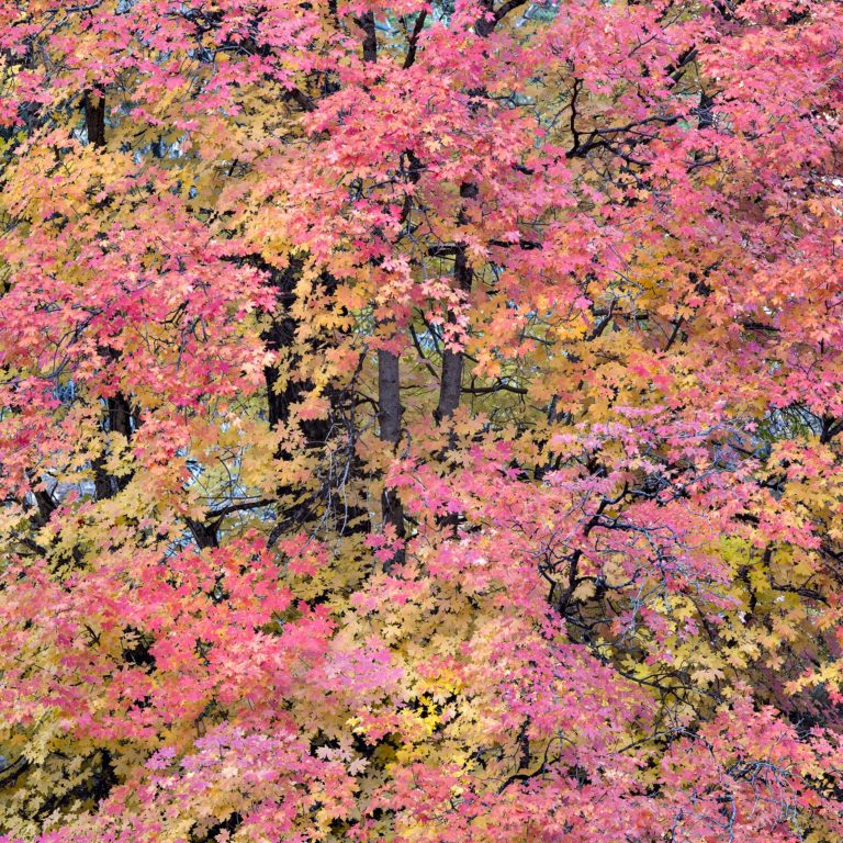 Pink and Yellow Maples